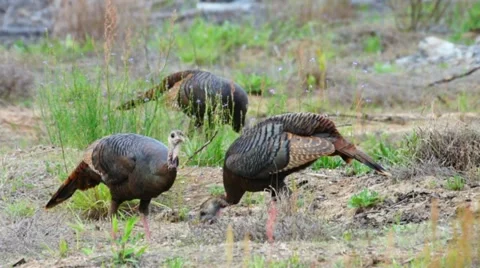 Wild Turkey Hens Stock Footage 10867492
