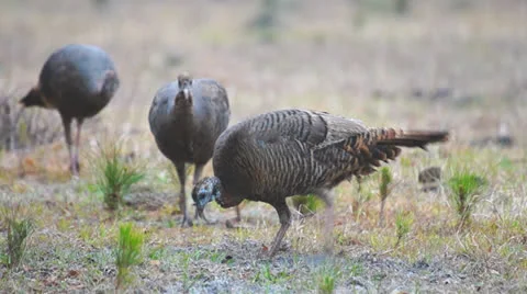 Wild Turkey Hens Stock Footage 23239387