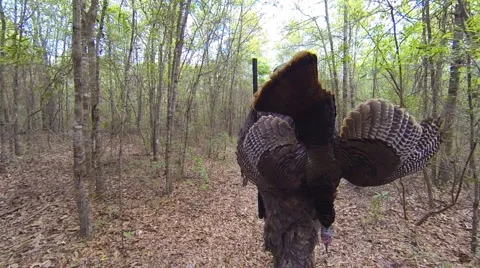 Wild Turkey Hunter Stock Footage 49063756
