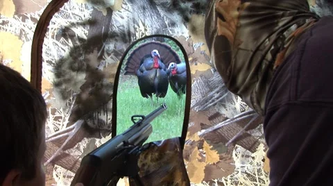 Wild Turkey Hunting Stock Footage 7743648
