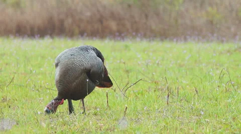 Wild Turkey Hunting Stock Footage 36991608