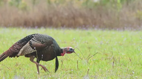 Wild Turkey Hunting Stock Footage 36991707