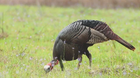 Wild Turkey Hunting Stock Footage 36992736