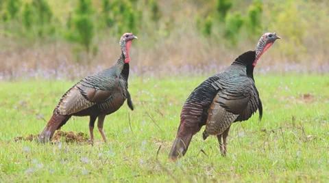 Wild Turkey Hunting Stock Footage 36993176