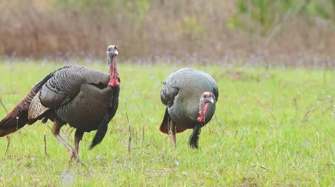 Wild Turkey Hunting 動画素材 36993557