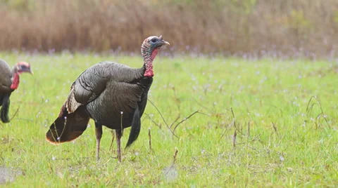 Wild Turkey Hunting Vídeo Stock 36993617