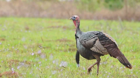 Wild Turkey Hunting Stock Footage 36993828