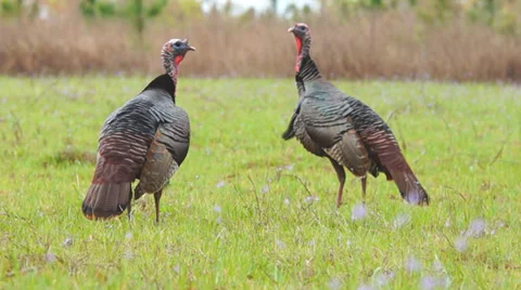 Wild Turkey Hunting Stock Footage 36993859