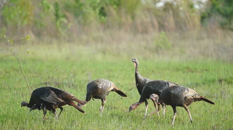 Wild Turkey Hunting Stock Footage 37146799