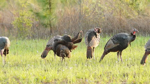 Wild Turkey Hunting Stock Footage 37147196