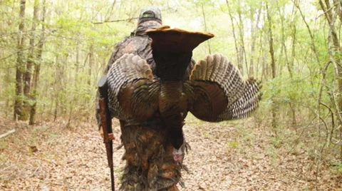 Wild Turkey Hunting Video stock 49063492