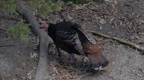 Wild Turkey - Hunting - Wildlife Bird Stock Footage 62534553