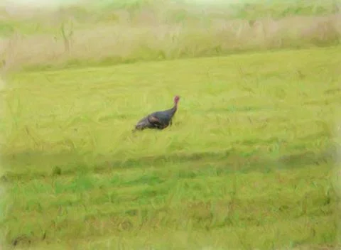 Wild Turkey Stock Illustration