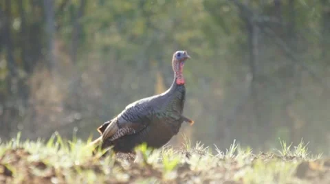 Wild Turkey Jake Stock Footage 10850239