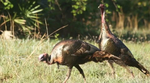 Wild Turkey Jakes Stock Footage 10835832