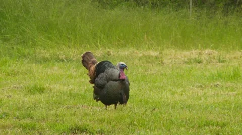 Wild turkey in meadow Stock-Footage 11946708