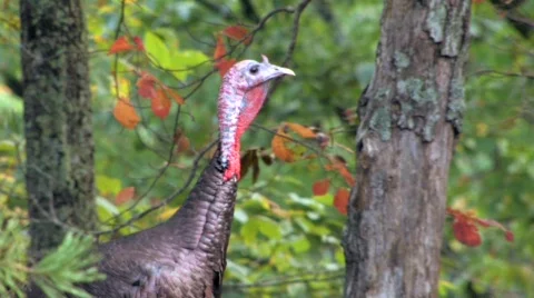 Wild Turkey in Mountains Stock Footage 562610