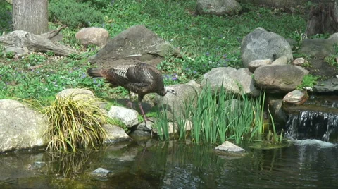 Wild Turkey Moves to Waterfall 库存影片 38542389