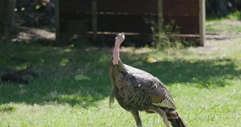 Wild turkey at park in summer Stock Footage 282041445