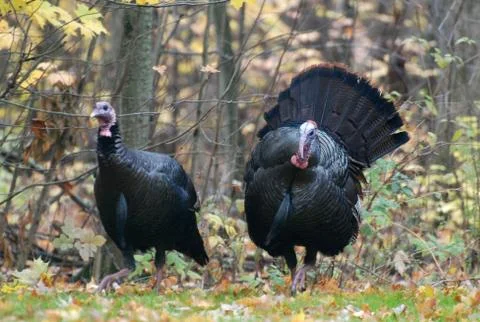 Wild turkey Stock Photos