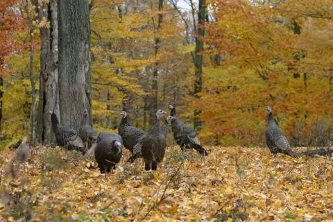 Wild Turkey Stock Photos
