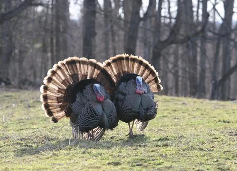 Wild Turkey Stock Photos
