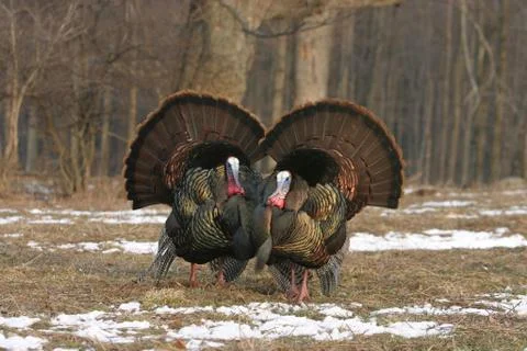 Wild Turkey Stock Photos
