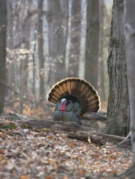 Wild Turkey Stock Photos