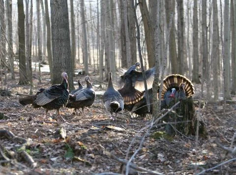 Wild Turkey Stock Photos