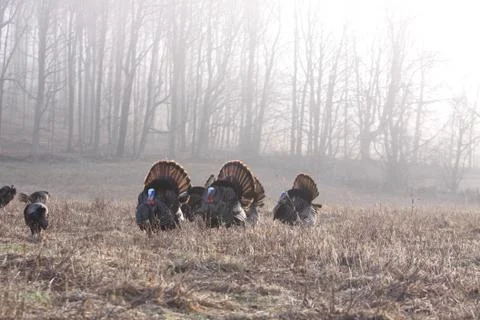 Wild Turkey Stock Photos