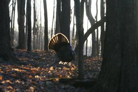 Wild Turkey Stock Photos