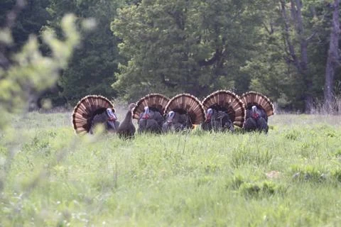Wild Turkey Stock Photos