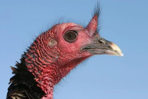 Wild Turkey Stock Photos