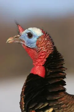 Wild Turkey Stock Photos