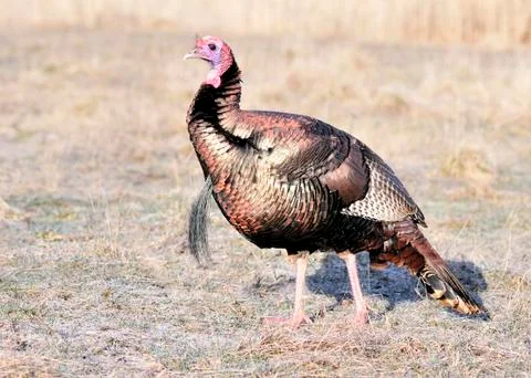 Wild turkey Stock Photos
