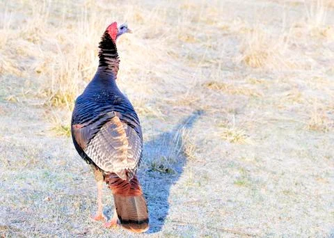 Wild turkey Stock Photos