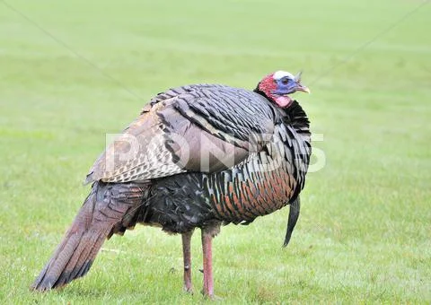 Wild turkey Stock Photos