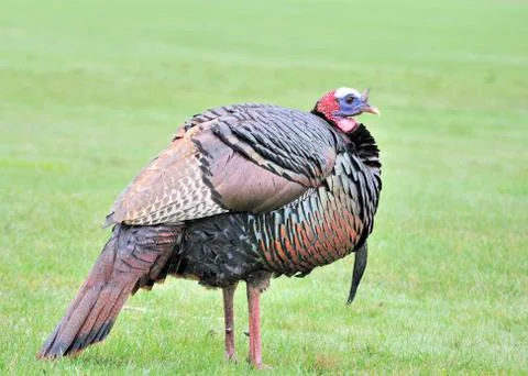 Wild turkey Stock Photos