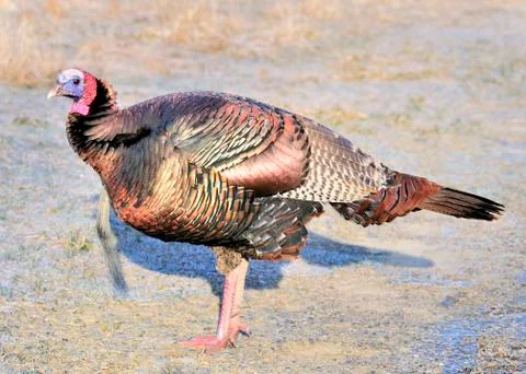 Wild turkey Stock Photos