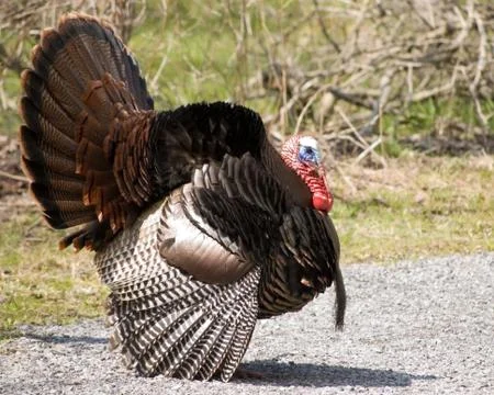Wild turkey Stock Photos