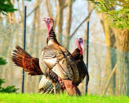 Wild turkey Stock Photos