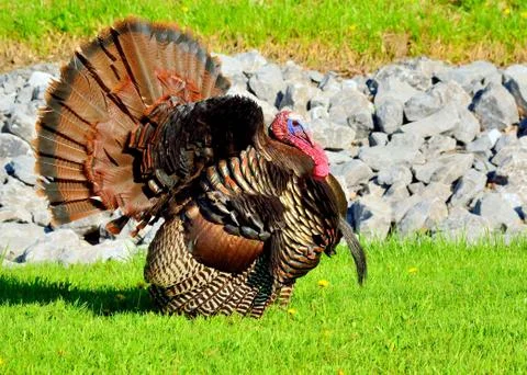 Wild turkey Stock Photos