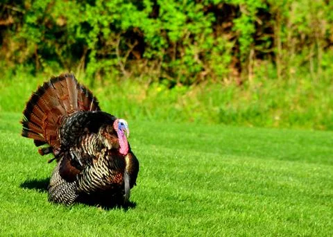 Wild turkey Stock Photos