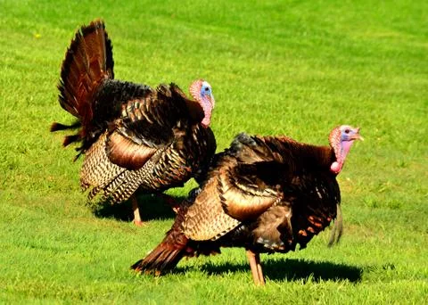 Wild turkey Stock Photos