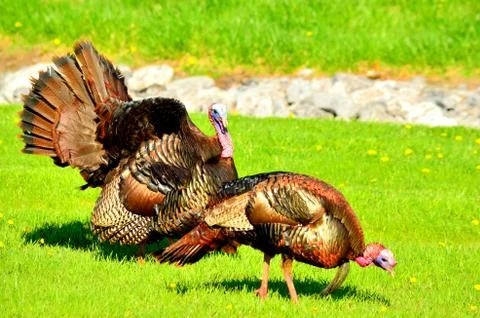 Wild turkey Stock Photos
