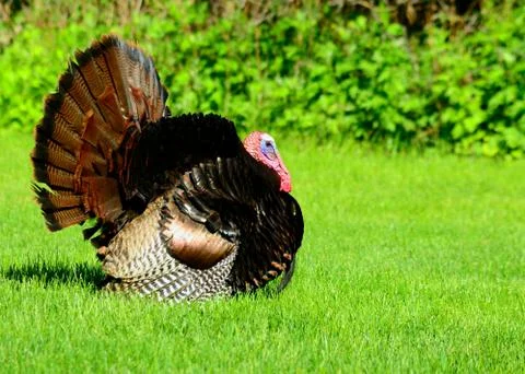 Wild turkey Stock Photos