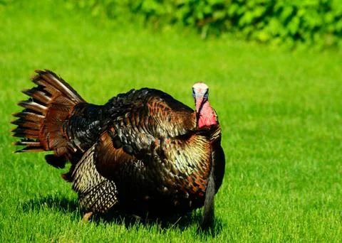 Wild turkey Stock Photos