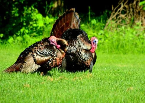 Wild turkey Stock Photos