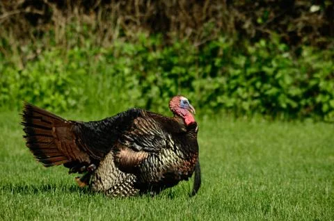 Wild turkey Stock Photos