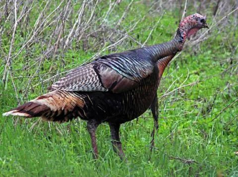 Wild Turkey Stock Photos